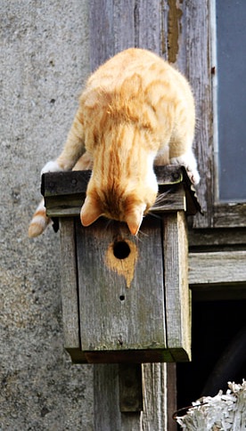 cat-kitten-aviary_cropped