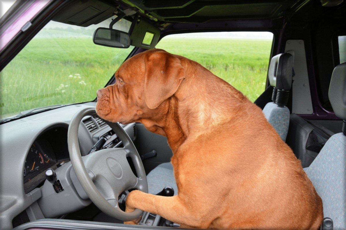 dog_dogue_de_bordeaux_pet_car_driving_steering-1023131.jpg!d
