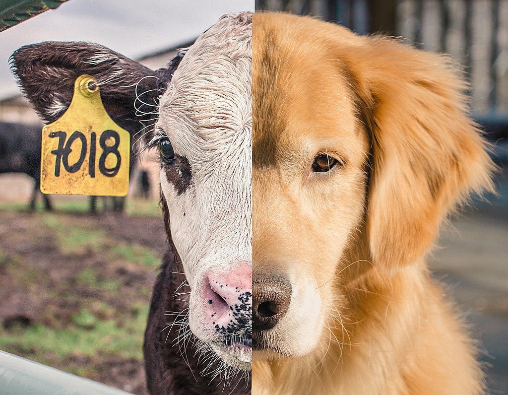 Image by Whoistheroach; https://commons.wikimedia.org/wiki/File:Speciesism.jpg