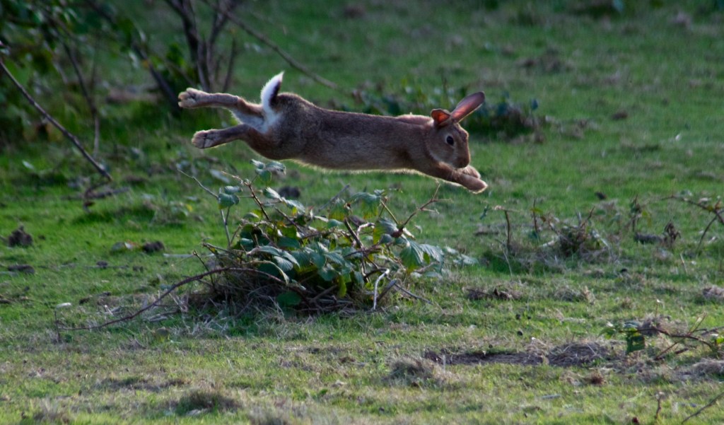 By Porsupah Ree (https://www.flickr.com/photos/porsupah/4979282739/in/photostream/)