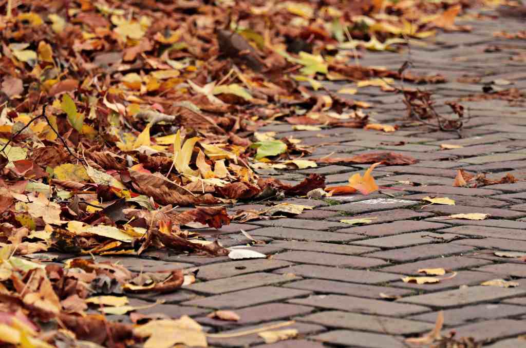 By pixel2013 (https://pixnio.com/nature-landscapes/leaf-leaves/texture-road-pavement-autumn-yellow-leaf-concrete-outdoor)