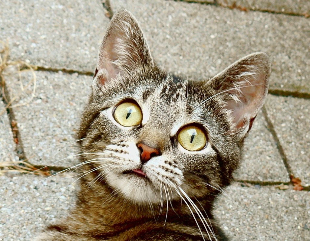 By Watchduck (https://commons.wikimedia.org/wiki/File:Surprised_young_cat.JPG)
