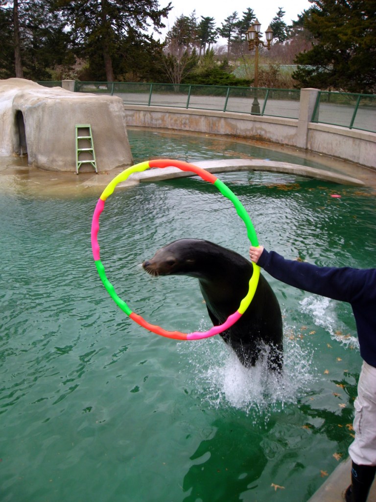 By Mike Souza (https://www.flickr.com/photos/zombiesquirrels/3393620267)