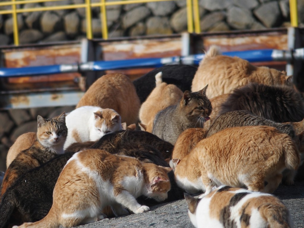 By Sayoko Shimoyama (https://www.flickr.com/photos/137831370@N02/23799924433)