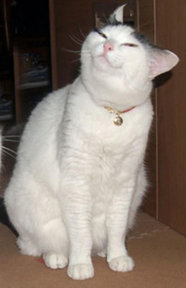 Origin and usage rights unknown (from https://knowyourmeme.com/photos/1088640-smug-cat)