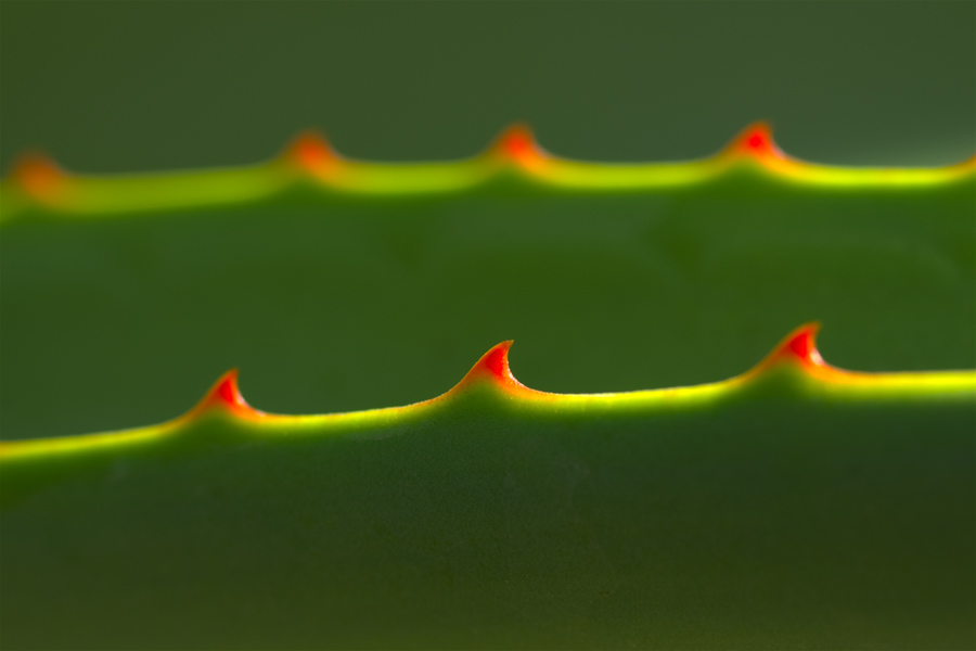 By Manu H (https://www.flickr.com/photos/ensh/4639825757)