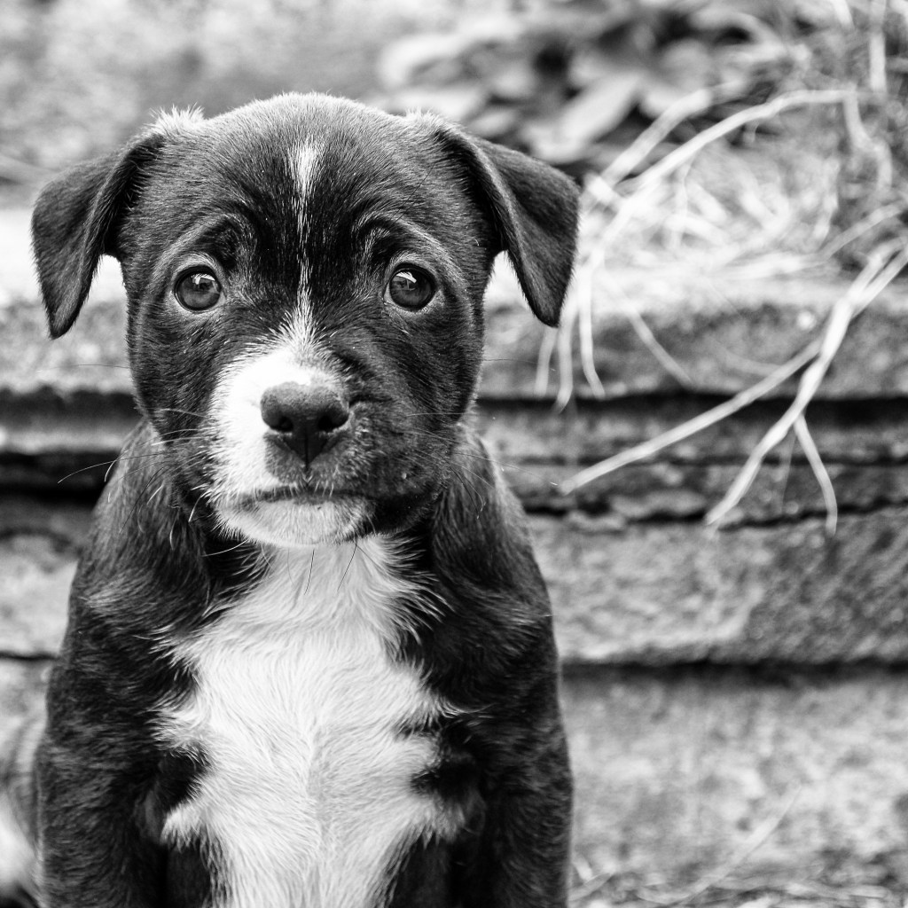 By Stewart Black (https://www.flickr.com/photos/s2ublack/20751832962)